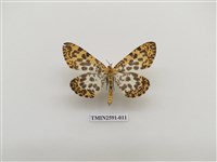 藏品(尺蛾104)的圖片